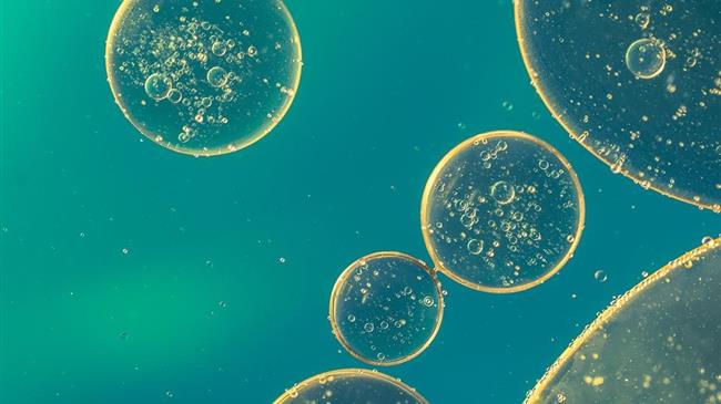 Καναδάς: Κτηνοτροφία από κυτταρική διαίρεση