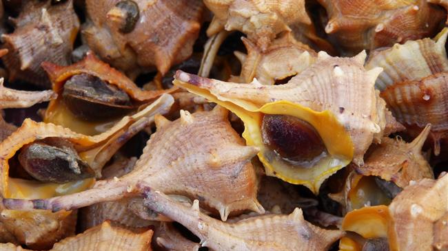 Οστρακοειδή:  Άρση καραντίνας 