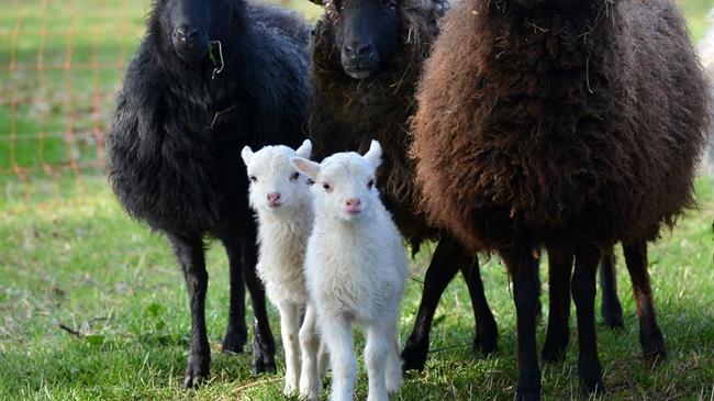 Ευλογιά αιγοπροβάτων: Αίτημα Φίλια για οικονομική στήριξη κτηνοτρόφων σε Κατοχή και Ναυπακτία