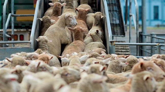 Momentum builds for further live export bans as campaigners mark international awareness day