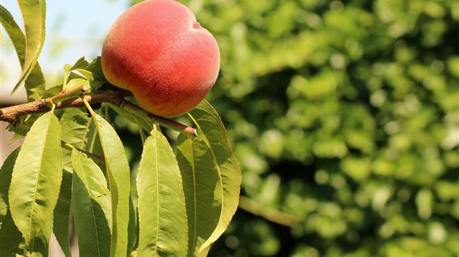 Βουλγαρία: Οι καλλιεργητές φρούτων θέλουν de minimis ή άλλη στήριξη ρευστότητας