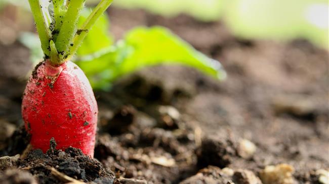 Κορωνοϊός: Πλήττει ανεπανόρθωτα και τον αγροτικό τομέα και κυρίως τους καλλιεργητές και παραγωγούς 