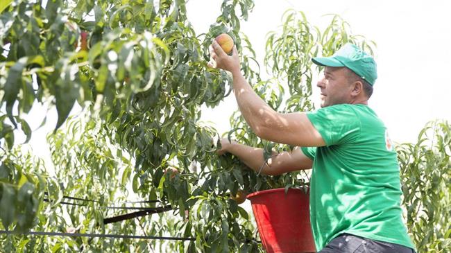 Διανομή φρούτων από το ΤΕΒΑ