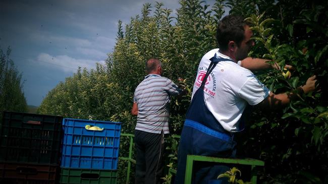 Ημαθία: Σε απεργία οι Αλβανοί εργάτες γης-Διεκδικούν μεροκάματο 30€