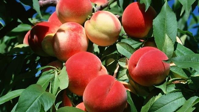 Α.Σ. Ημαθίας : «Απαράδεκτο φαινόμενο η μη ανακοίνωση τιμών πώλησης ροδάκινων και νεκταρινιών»