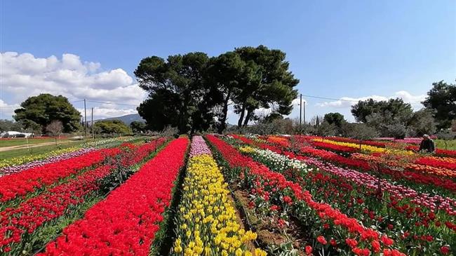 Κορωνοϊός : Η χαριστική βολή στον κλάδο ανθοπαραγωγών 