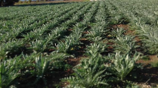 Ασθένειες της φακής 