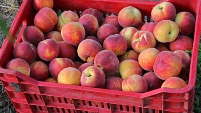 Διαμαρτυρία ροδακινοπαραγωγών σε Θεσσαλία, Πέλλα και Ημαθία