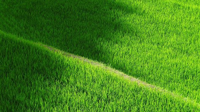 ΟΠΕΚΕΠΕ: Σε εξέλιξη η διαδικασία πίστωσης για τους ορυζώνες