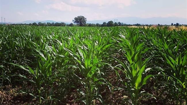 Νέο έντυπο Ενιαίας Δήλωσης Καλλιέργειας-Εκτροφής έτους 2021