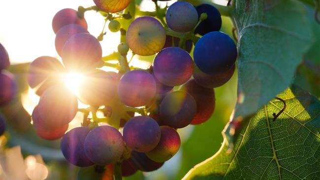 ΚΕΟΣΟΕ: Κινδυνεύει να μην απορροφηθεί η φετινή συγκομιδή σταφυλιών