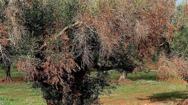 Προγραμματική σύμβαση για την παραγωγή ποικιλιών ελιάς στη Κρήτη