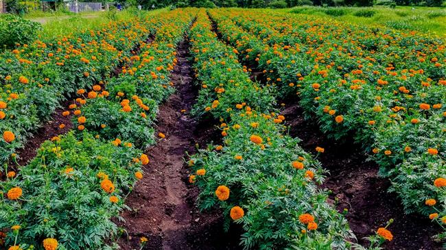 Ινδία: Καλλιεργητές λουλουδιών καταστρέφουν τις φυτείες μετά τη στασιμότητα στην ανθοκομία 