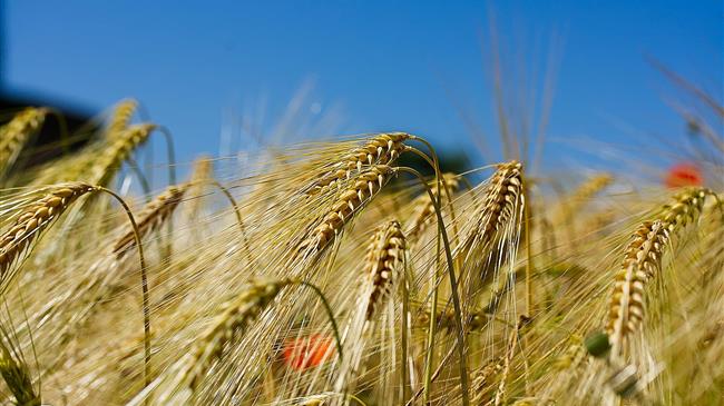 Η Ρουμανία απαγόρευσε τις εξαγωγές σιτηρών