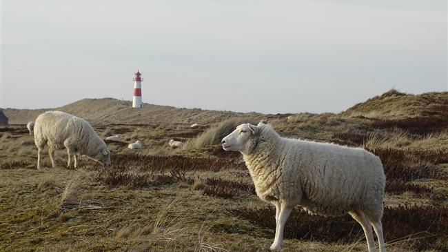 Στο ΦΕΚ οι ενισχύσεις σε βόειο και πρόβειο/αίγειο κρέας για το 2022