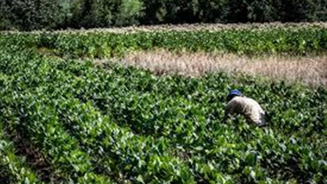 Κορωνοϊός: Καλλιέργεια του φυτού του καπνού για την ανάπτυξη πιθανού εμβολίου 