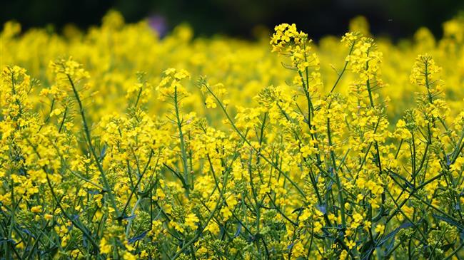 Η Ελαιοκράμβη κερδίζει έδαφος