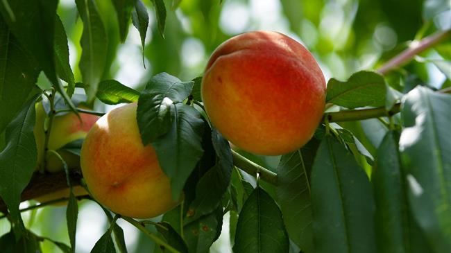 Ασθένειες και Εχθροί των Πυρηνόκαρπων