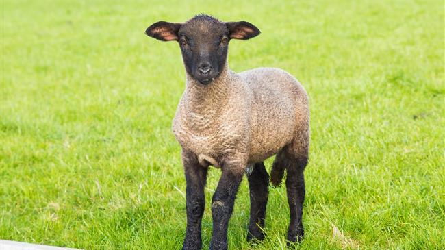 ΟΠΕΚΕΠΕ: “Στάση πληρωμών” σε βιολογικά και μελισσοκομία του 2024
