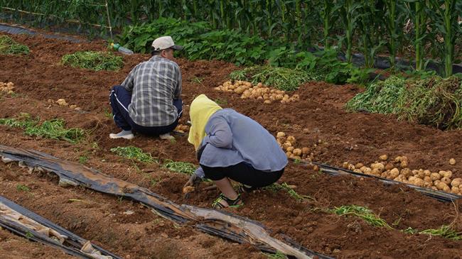 «Κόκκινα» αγροτικά δάνεια: Μια ωρολογιακή βόμβα για τον πρωτογενή τομέα