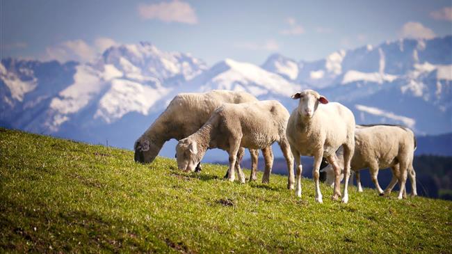 ΟΠΕΚΕΠΕ: Πληρώθηκε η 2η εκκαθάριση εξισωτικής