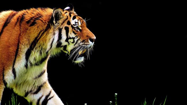 Farmer mauled to death by Sumatran tiger