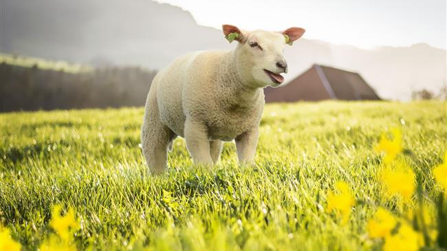 Μια ρεαλιστική πρόταση για την άμεση χρηματοδότηση των Κτηνοτρόφων