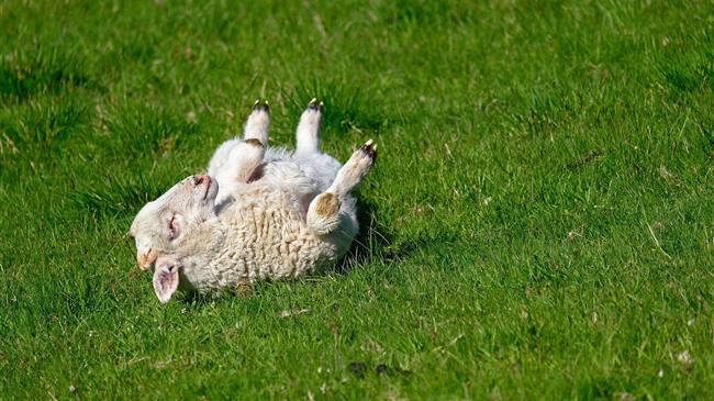 Κρούσμα αιμορραγικού πυρετού Κριμαίας-Κονγκό στην Ελασσόνα: Οδηγίες για προστασία ζώων και ανθρώπων