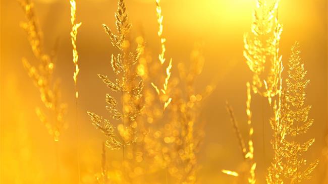 Μετά την πανδημία, αναμένετε ότι η ηλιακή ενέργεια θα αλλάξει τη γεωργία προς το καλύτερο