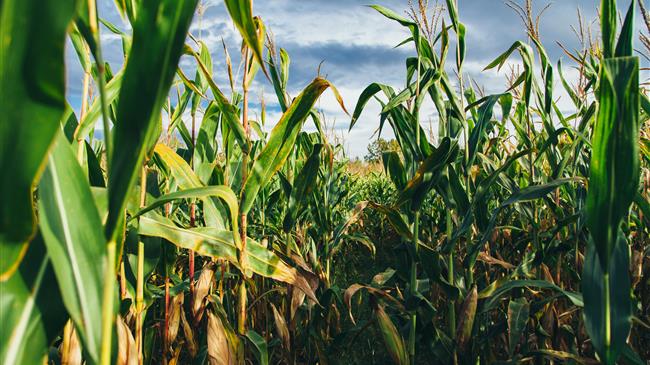 Γερμανία: Μείωση 20,2% στην παραγωγή καλαμποκιού