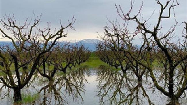 Πυρηνόκαρπα: Παγετός και βροχές χτυπάνε τα πυρηνόκαρπα Ημαθίας και Πέλλας
