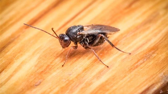 Τorymus sinensis: Η ασθένεια που είναι εναντίον της σφήκας της καστανιάς