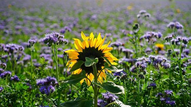 Κορωνοίος: Ο γεωργικός τομέας της Γηραιάς ηπείρου  απειλείται με ολοκληρωτική καταστροφή 
