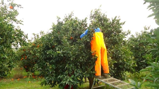 Ποιο σχέδιο ετοιμάζεται για την ασφαλή άφιξη εργατών γης από την Αλβανία