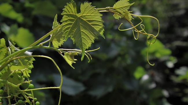 Πώς ο κορωνοϊός επηρεάζει τη συγκομιδή στο Νέο Κόσμο