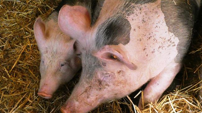 Οι φάρμες χοίρων και πουλερικών πλήττονται τρεις φορές περισσότερο από το σχέδιο μείωσης των εκπομπών της ΕΕ