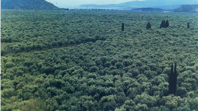 Υποβολή παραστατικών συμμόρφωσης για τη Δράση “Προστασία παραδοσιακού ελαιώνα Άμφισσας”