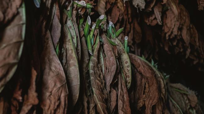 Η Ζιμπάμπουε ανοίγει ξανά τις αγορές καπνού
