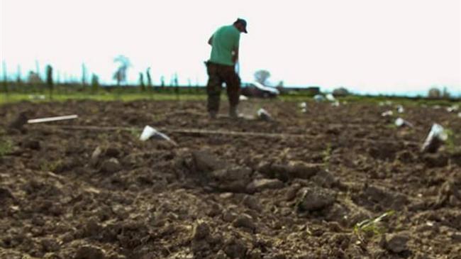 ΟΠΕΚΕΠΕ: Αιτήσεις για Ελιές Καλαμών, Καρπουζιού, Ανοιξιάτικης Πατάτας και Θερμοκηπιακών Καλλιεργειών Κρήτης