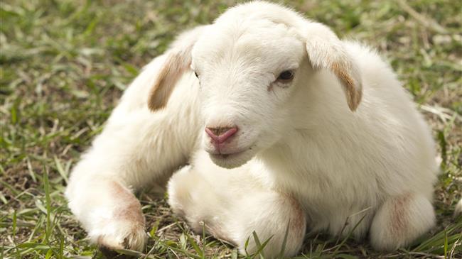 ΟΠΕΚΕΠΕ: Αποτελέσματα της 1ης κατάταξης-έναρξης υποβολής ενστάσεων Μέτρου 13