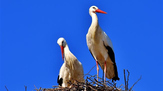 Στο «Ευρωπαϊκό Χωριό Πελαργών» της Ελλάδος επέστρεψαν οι πελαργοί
