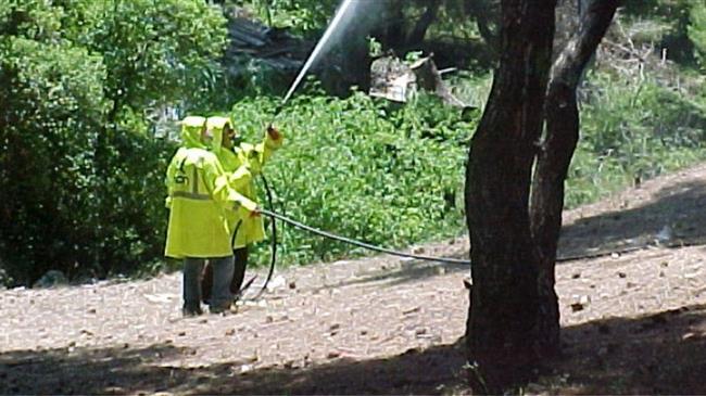 Δακοκτονία 2025: Χρηματοδότηση, ανταποδοτικότητα και ειδική διαχείριση για την ελληνική ελαιοπαραγωγή