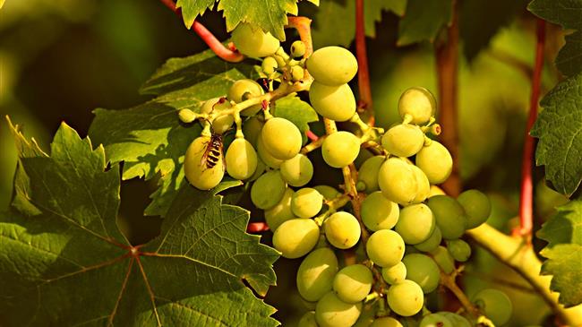 Ενωτική Ομοσπονδία Αγροτικών Συλλόγων: Οι αγρότες διαμαρτύρονται για την πολύ κακή κατάσταση του αγροτικού τομέα