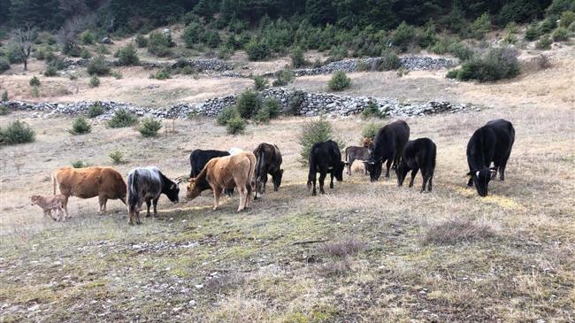 Οργή εκτροφέων: Καθυστερεί η πληρωμή για τα αυτόχθονα ζώα