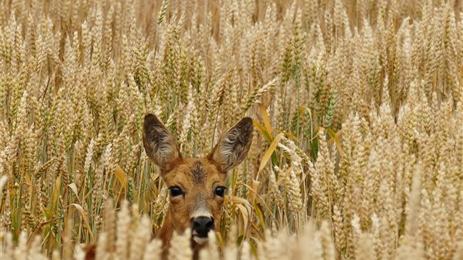 Δόθηκε παράταση του προγράμματος επιτήρησης της λύσσας