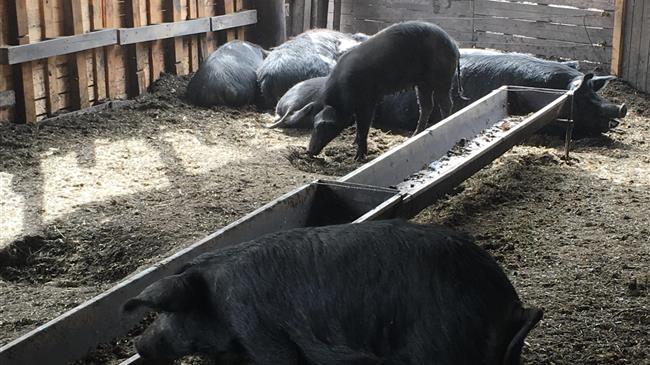 ΕΕ: κρατικές ενισχύσεις 20 εκατ. ευρώ για τη στήριξη των Ελλήνων χοιροτρόφων και μελισσοκόμων