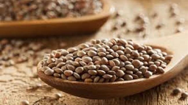 Ασθένειες και Εχθροί της Φακής