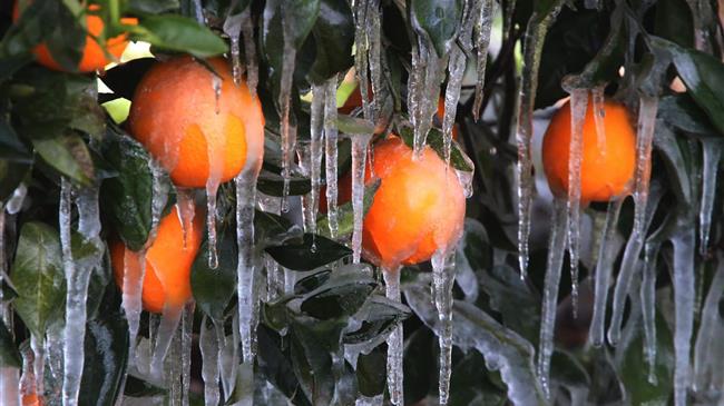 Ο ΕΛΓΑ στη ΔΕ Πλατυκάμπου του Δήμου Κιλελέρ για τις πρώτες εκτιμήσεις ζημιών σε οπωροφόρα και αγροτικές καλλιέργειες από τον παγετό