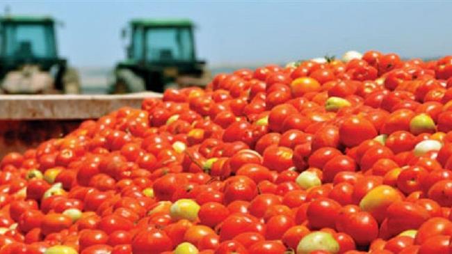 Βιομηχανική Τομάτα: Με κλίμα αβεβαιότητας ξεκίνησε η καλλιεργητική περίοδος