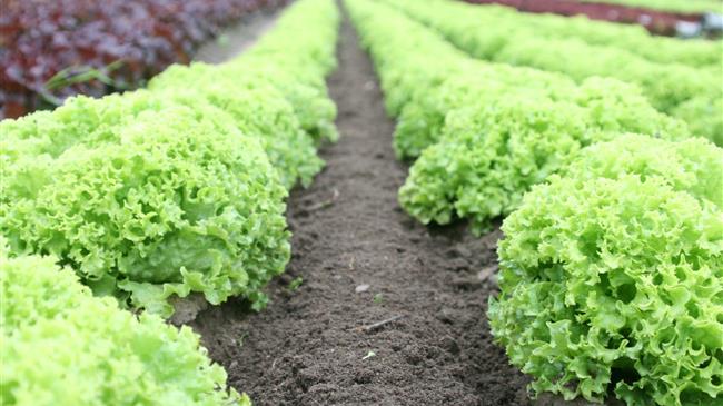 Κοζάνη: Καταστροφικές βροχοπτώσεις για τις αγροτικές καλλιέργειες